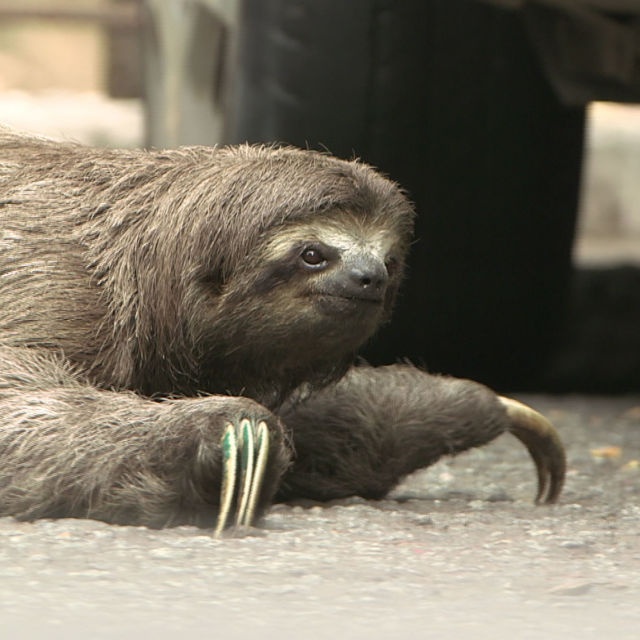 Osobliwości świata zwierząt