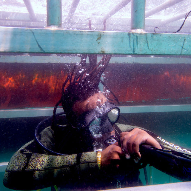 Rekin biały: nieodkryty talent