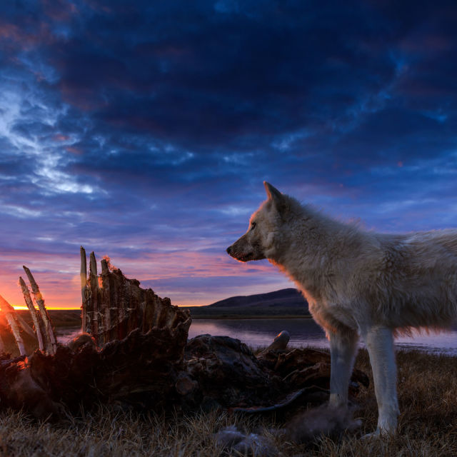 Królestwo białego wilka