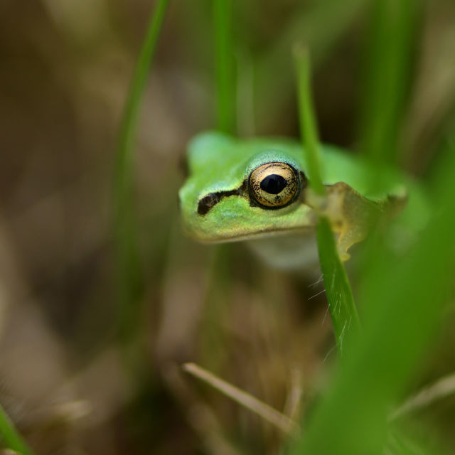 Madagaskar - najdziwniejsze gatunki