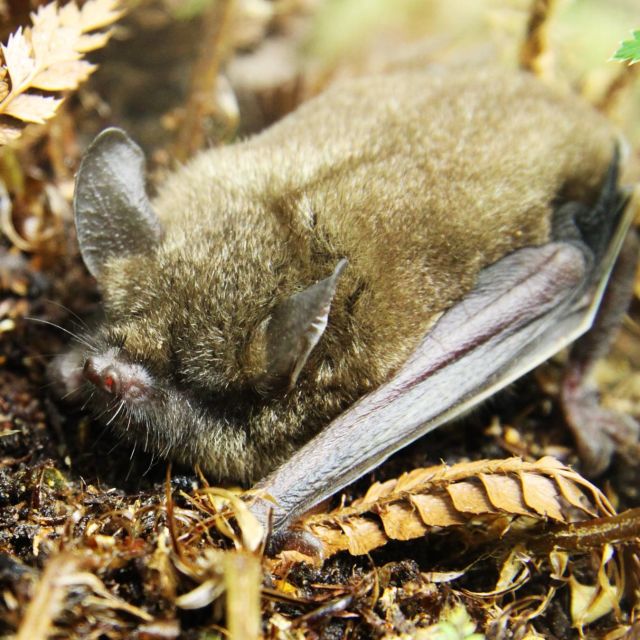 Nowa Zelandia – wyspa cudów