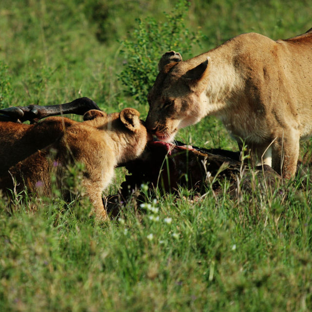 Bohaterki świata zwierząt