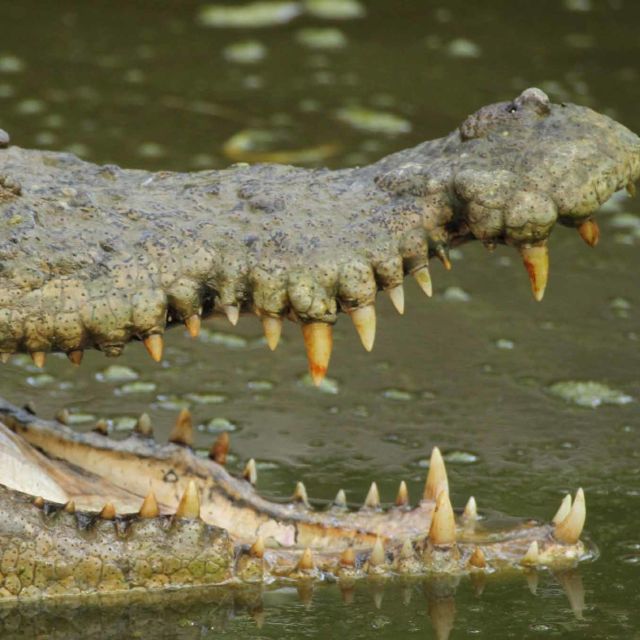 Kierunek Wild: Dzika Australia