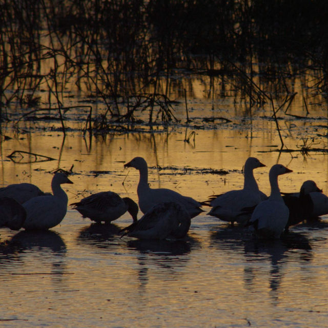 Olśniewająca Ameryka