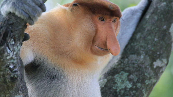 Borneo: sekretne królestwo