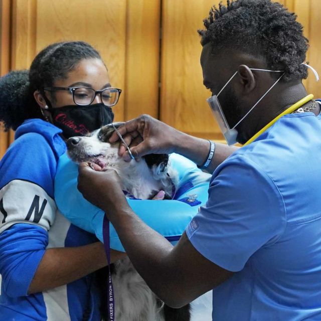 Veterinários Rurais