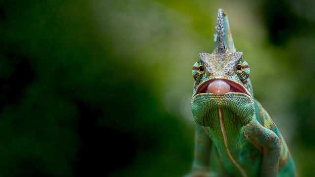 Sălbatic și ciudat