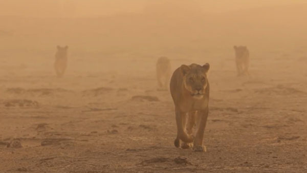 Creat pentru supraviețuire