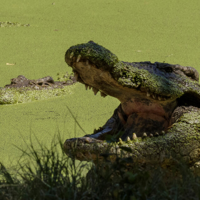Luna crocodililor