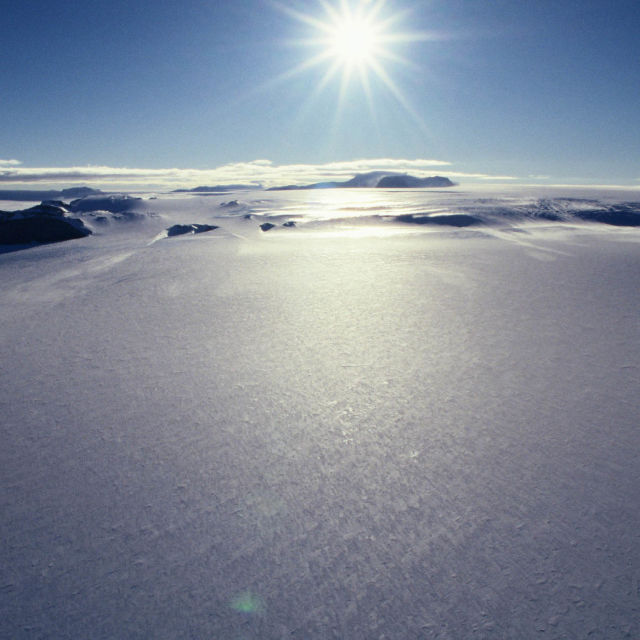 Sălbatica Antarctica