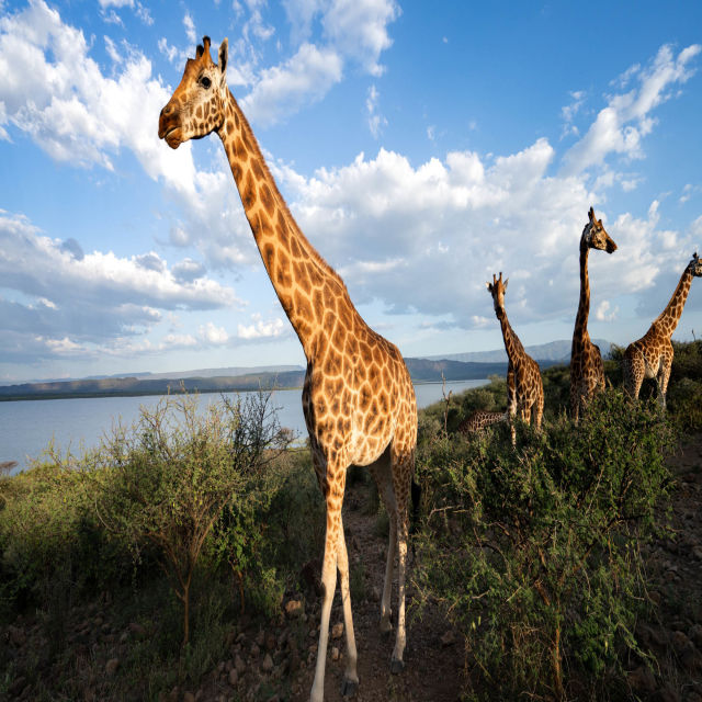 Salvarea girafelor
