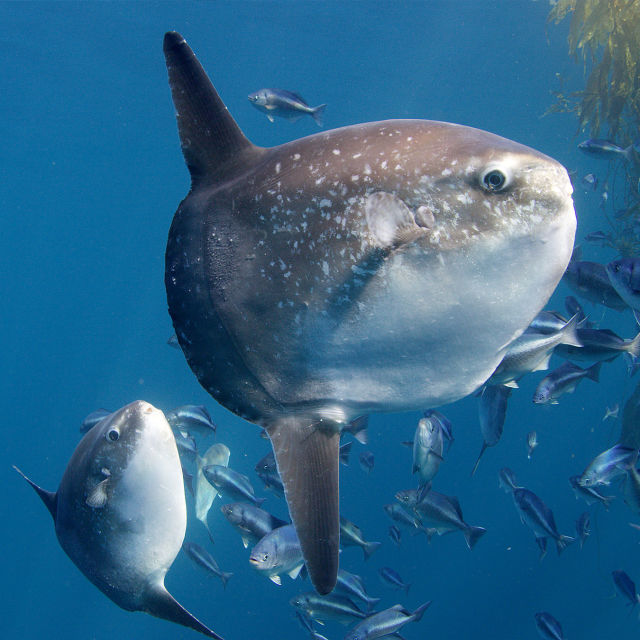 Sufletul oceanului
