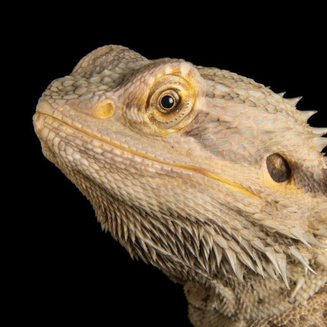 Dragonul de Komodo: fără secrete