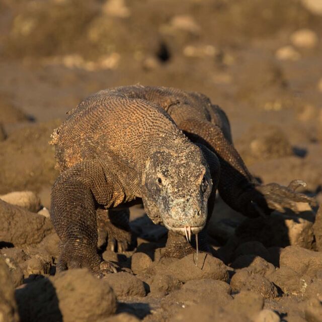 Dragonul de Komodo: regele reptilelor