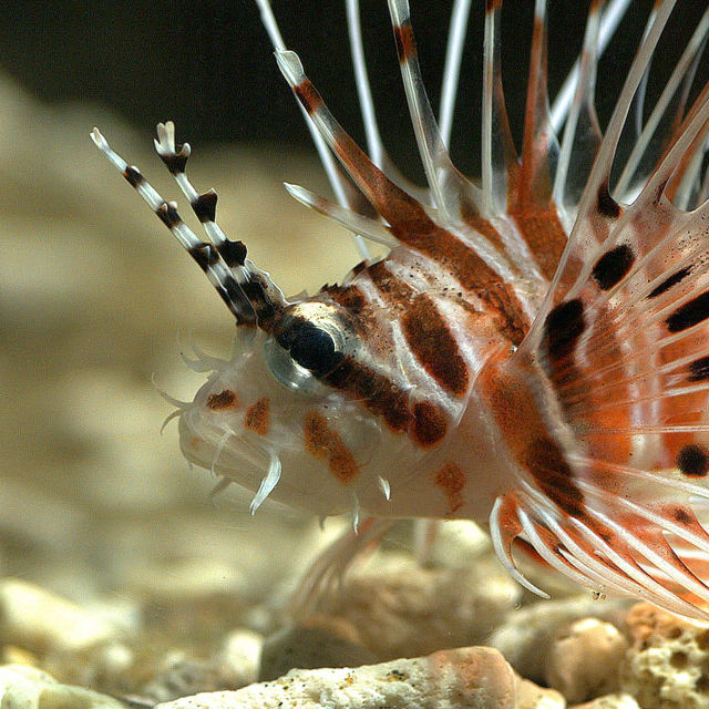 Prădătorii recifului