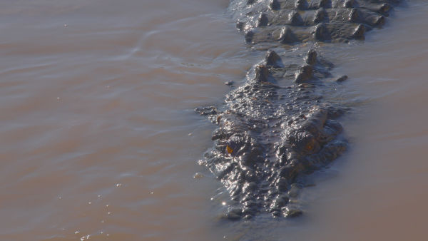 Crocodilii, supraviețuitorii Australiei