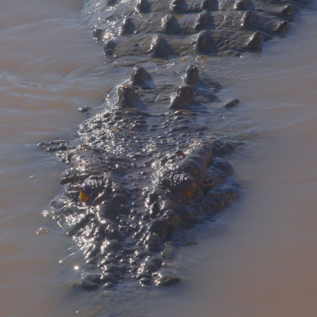 Crocodilii, supraviețuitorii Australiei