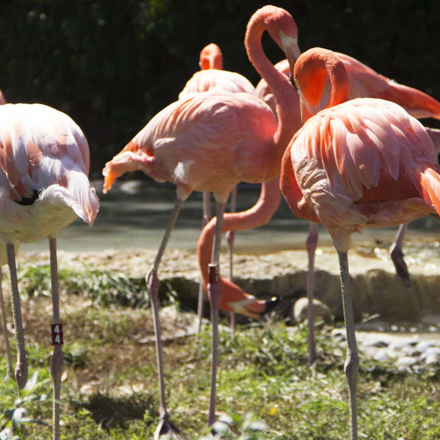 Secrete la zoo
