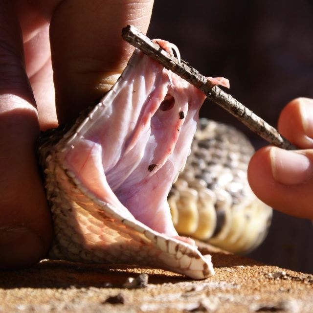 Vipera extremă: colți veninoși