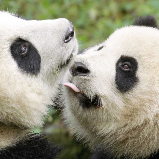 Panda revine acasă
