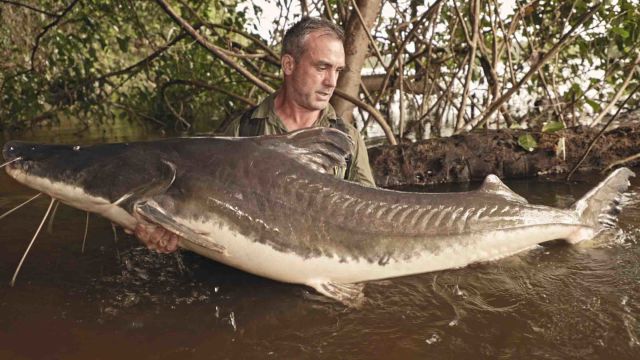 Ultimii giganți: pești sălbatici