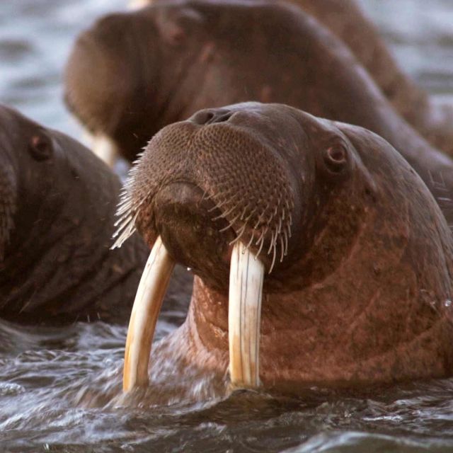 Răii Alaskăi: prădător în acțiune