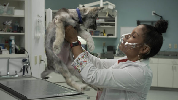 Dr. Joya: dermatolog veterinar