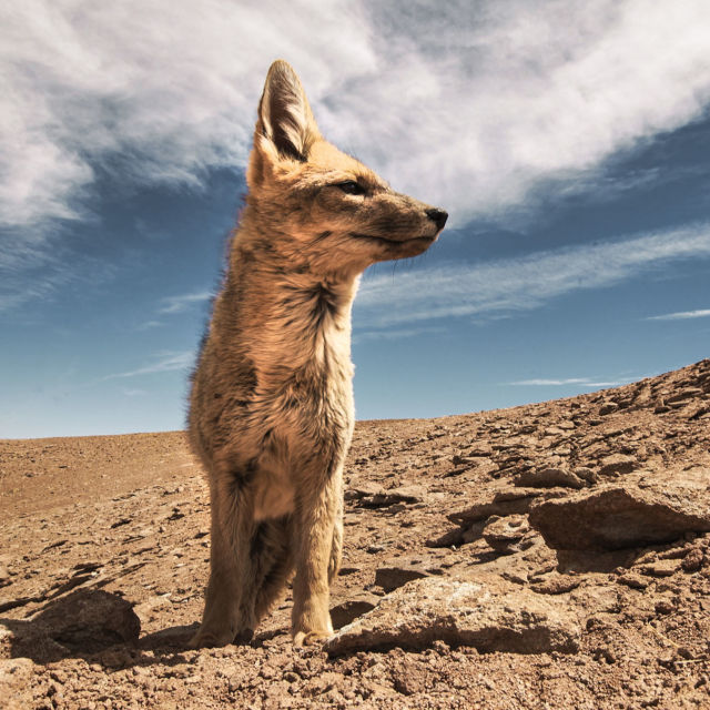 Argentina sălbatică
