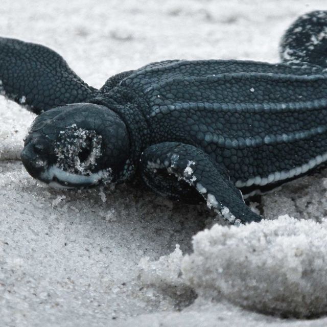 Planeta reptilelor