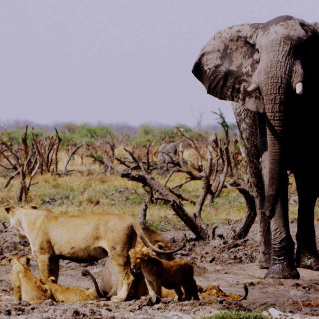 Răii Africii