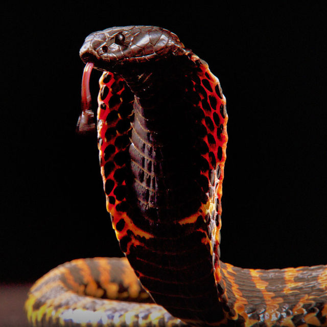 Regele cobra