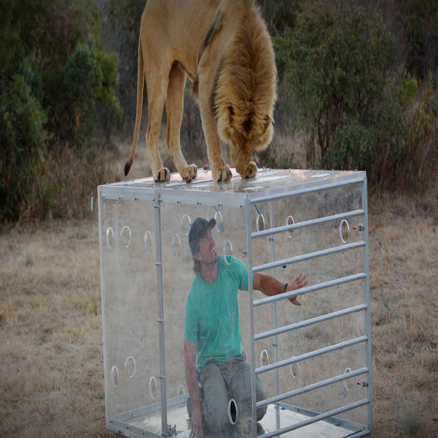 Man V. Lion