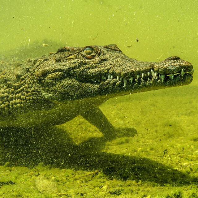 Krokodili iz Okavanga