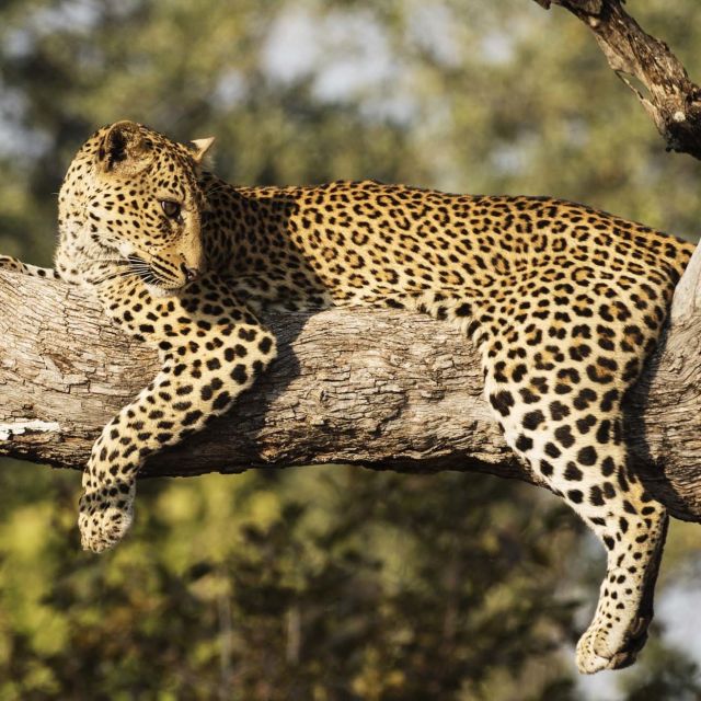 Lov ženke leoparda