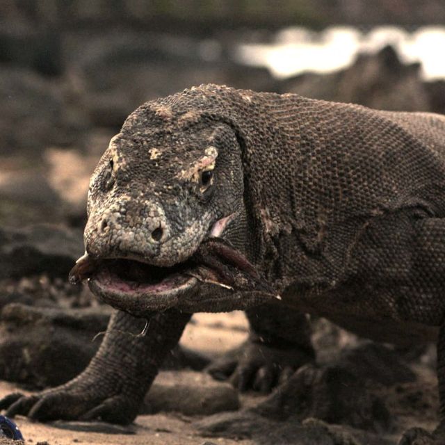 Pad predatora: Kada plen napada