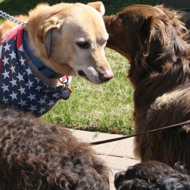 Nauka o psima: Faktor iks