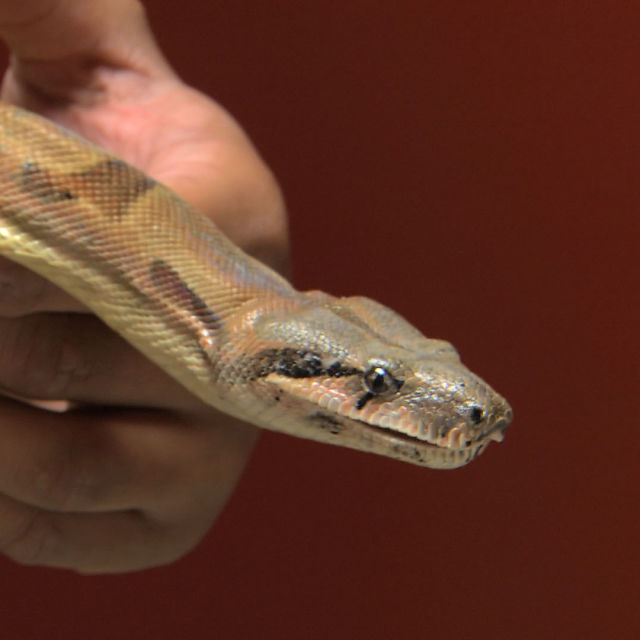 Hitna služba za egzotične životinje dr K: Reptilska kompilacija