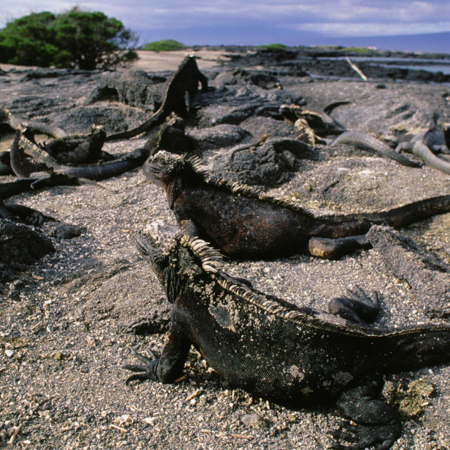 Tajne prirode ekvatora