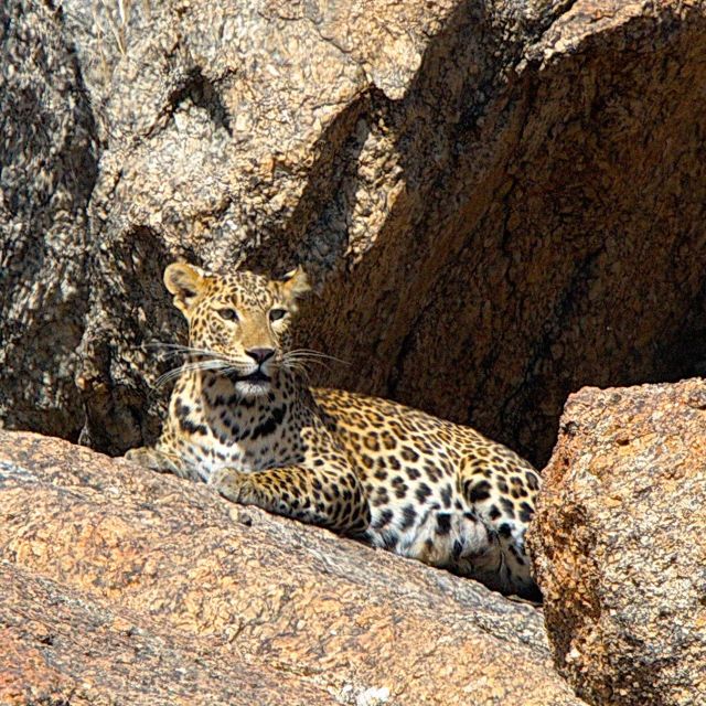 Leopardove stene