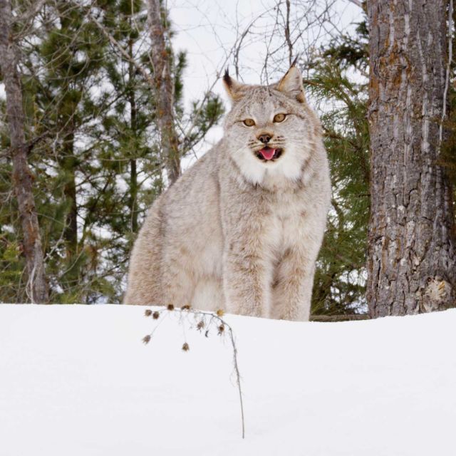Prelepa Amerika: Moćni Severo-zapad