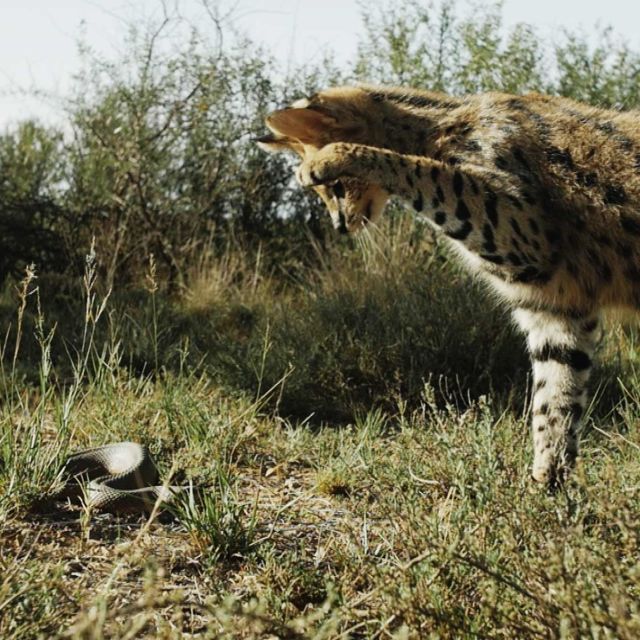 Južna Afrika: Država ekstrema