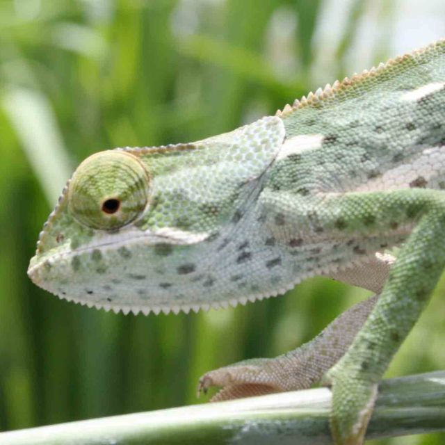 Afrikas förlorade lustgård