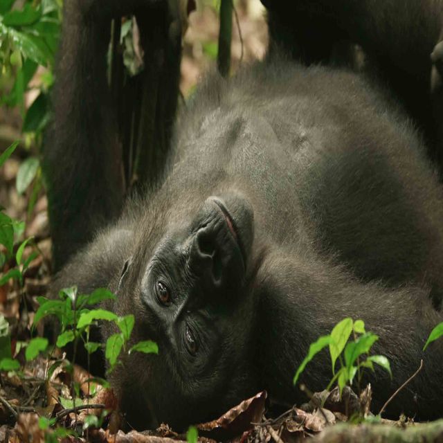 Gorillor i närbild