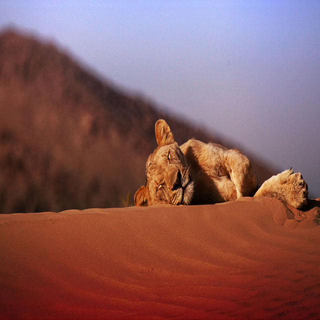 Ökenlejonen i Namib