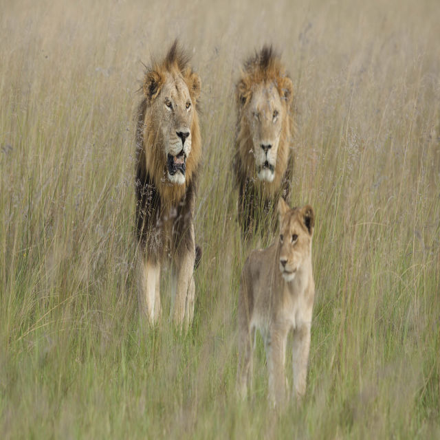 Det vilda Botswana