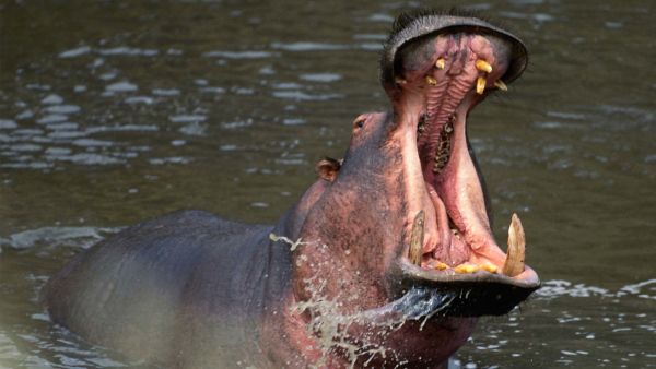 Rovdjurens dödliga strategier