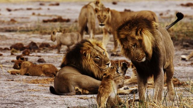 En stolthets födelse