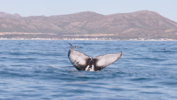 Killer Shark vs. Killer Whale
