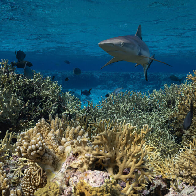 Protecting Paradise: The Story of Niue