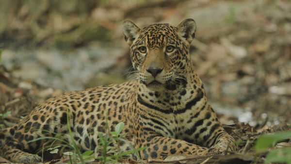 Jaguar: Jungle Icon of Guyana